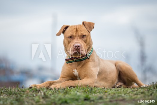 Picture of Yellow Pit Bull terrier dog lying on the grass